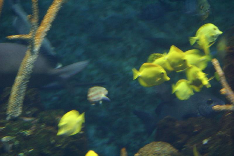 2007-09-01 11:21:16 ** Aquarium, Seattle ** Many yellow fish.