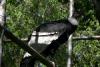 Andean condor on a higher pole.