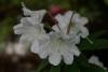 White Rhododendron.
