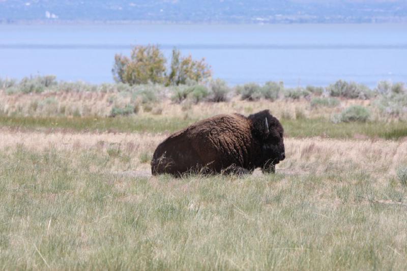 2012-06-11 13:01:40 ** Antelope Island, Bison, Utah ** 