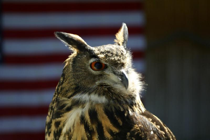 2007-06-18 11:35:02 ** Utah, Zoo ** Eagle owl.