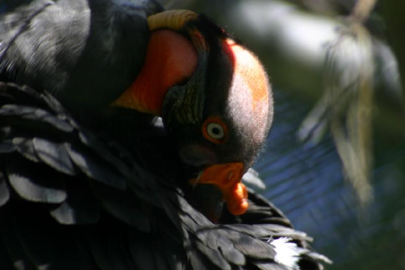 2005-05-21 16:49:30 ** Tracy Aviary ** King vulture, probably the most beautiful vulture.