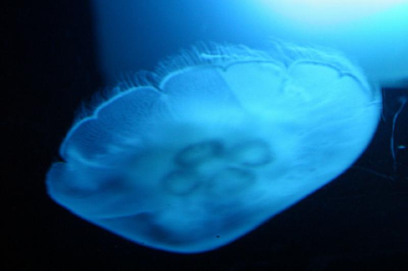 2007-09-01 11:15:34 ** Aquarium, Seattle ** Jellyfish.