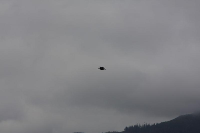 2012-06-19 16:46:19 ** Alaska, Bald Eagle, Cruise, Ketchikan ** 