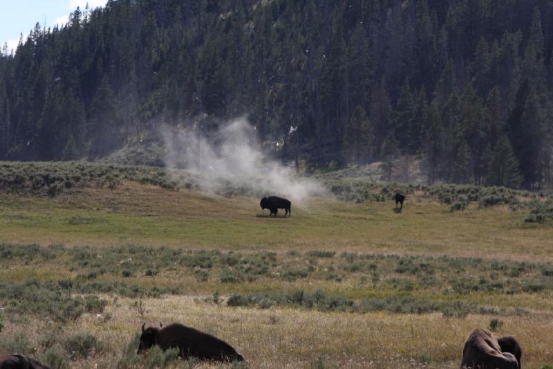 2008-08-15 17:08:41 ** Bison, Yellowstone National Park ** 