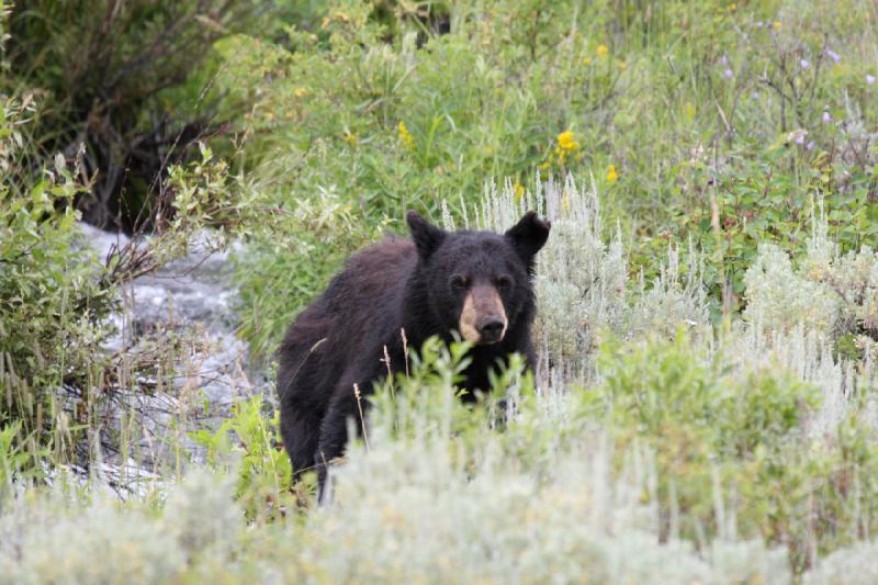 2009-08-05 14:07:57 ** Black Bear, Yellowstone National Park ** 