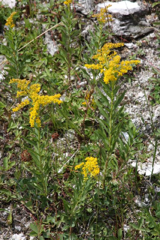 2009-08-03 11:43:54 ** Yellowstone National Park ** Wild flowers at 'Midway Geyser Basin'.