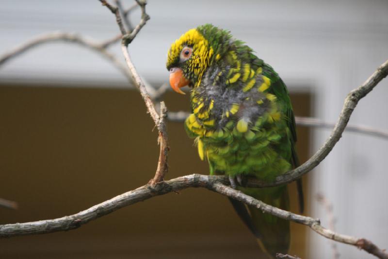 2010-04-13 17:09:03 ** Deutschland, Walsrode, Zoo ** 