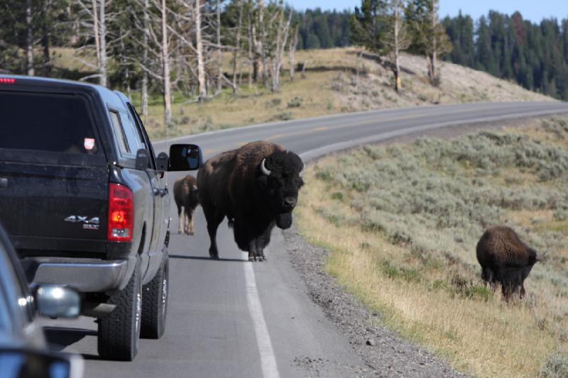2008-08-15 17:17:22 ** Bison, Yellowstone Nationalpark ** 