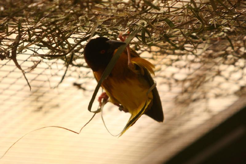 2010-04-13 13:39:01 ** Deutschland, Walsrode, Zoo ** 