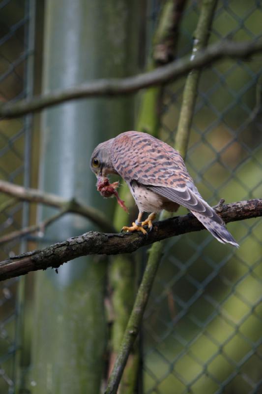 2010-04-13 17:48:37 ** Germany, Walsrode, Zoo ** 