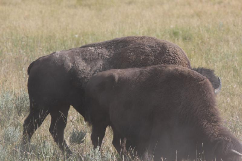 2008-08-15 17:17:49 ** Bison, Yellowstone National Park ** 