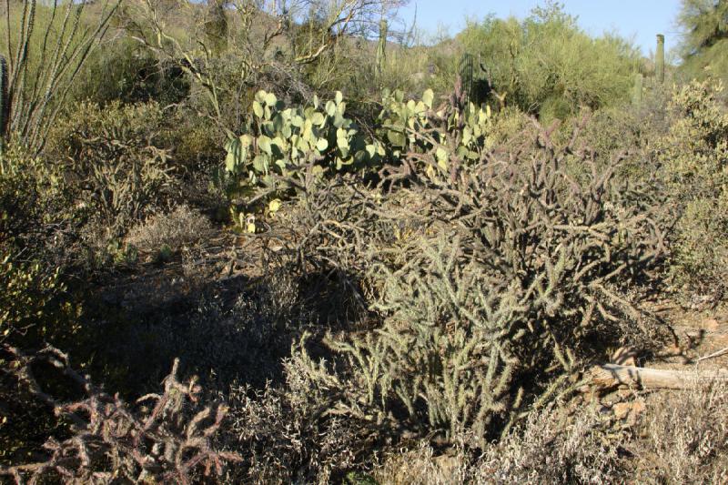 2006-06-17 17:59:12 ** Botanical Garden, Cactus, Tucson ** Several cacti.
