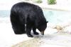 Schwarzbär.