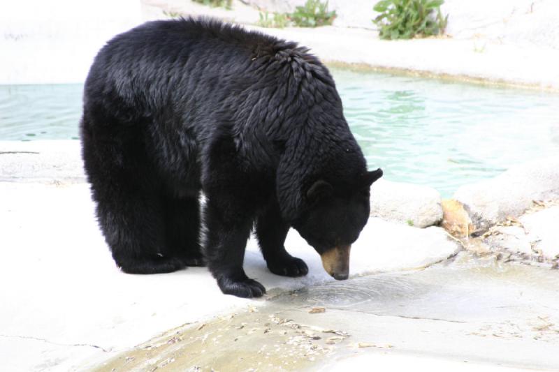 2007-05-06 15:57:40 ** Black Bear, Utah, Zoo ** Black bear.