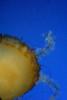 Jellyfish.