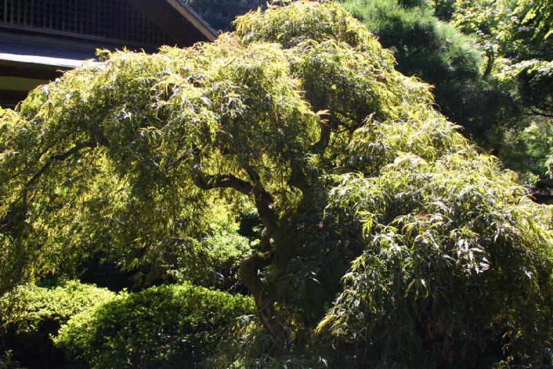 2007-09-02 14:37:20 ** Portland ** Bäume im Japanischen Garten.