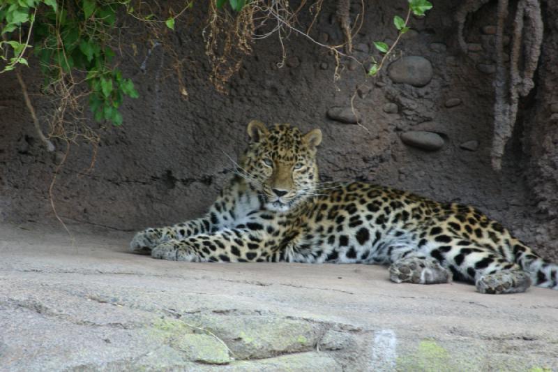 2007-05-06 16:12:44 ** Utah, Zoo ** Leopard.
