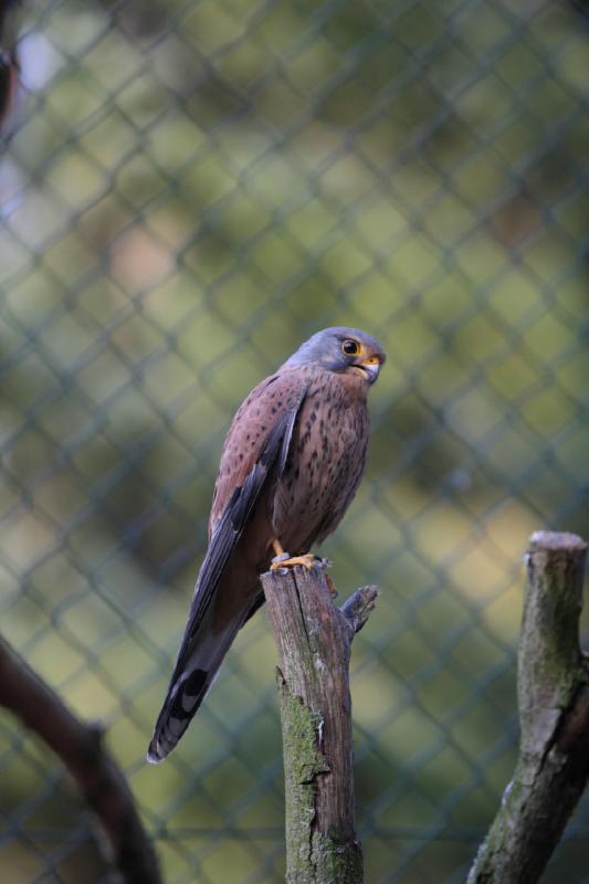 2010-04-13 17:48:40 ** Germany, Walsrode, Zoo ** 