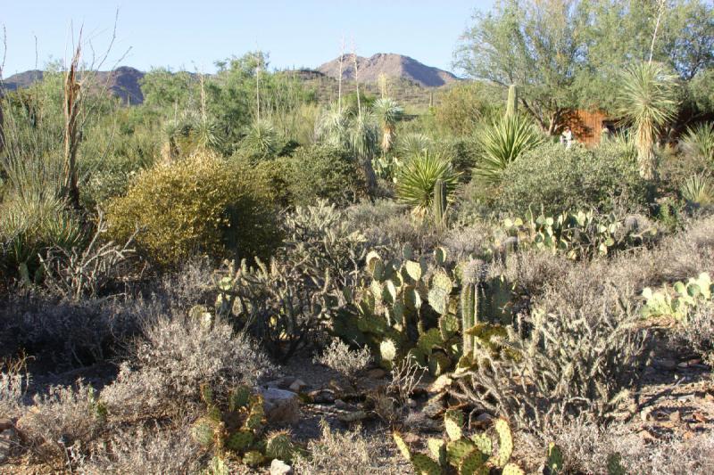 2006-06-17 17:59:02 ** Botanical Garden, Cactus, Tucson ** Landscape of the cactus park. Opuntia in the center.