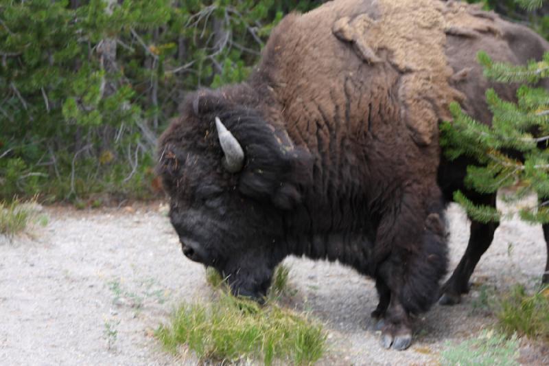 2008-08-14 15:02:00 ** Bison, Yellowstone Nationalpark ** Bison.