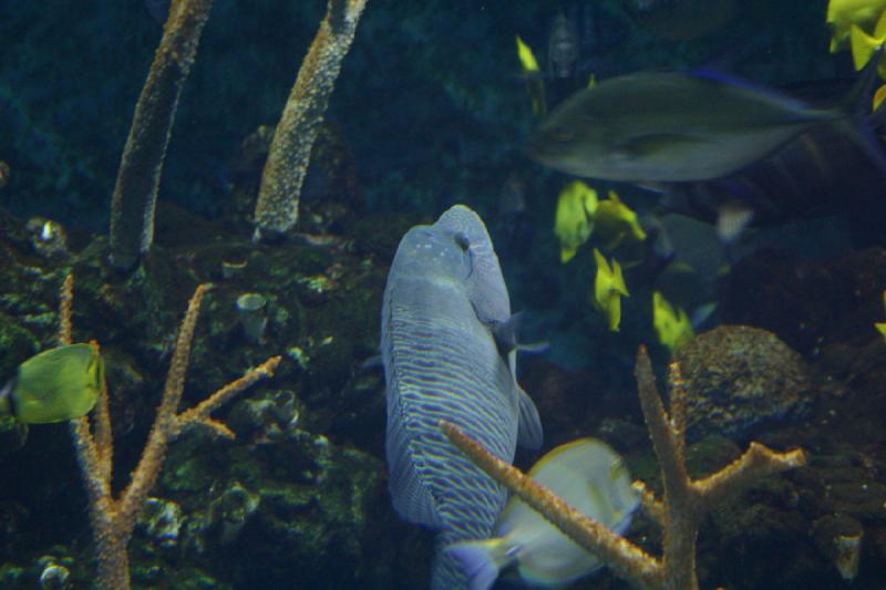 2007-09-01 11:21:30 ** Aquarium, Seattle ** Aquarium fishes.