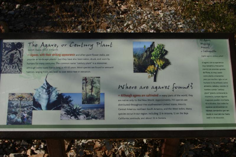 2006-06-17 17:15:34 ** Botanical Garden, Tucson ** Description of Agaves or Century Plant.