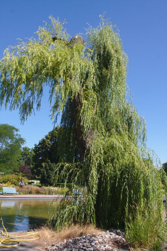 2019-07-23 10:30:57 ** Botanical Garden, Erfurt, Germany ** 