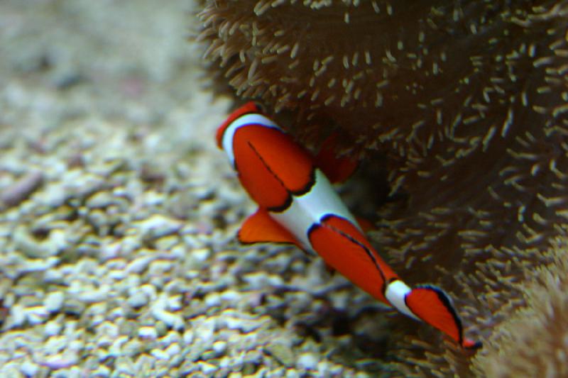 2007-09-01 11:37:30 ** Aquarium, Seattle ** Clownfish.