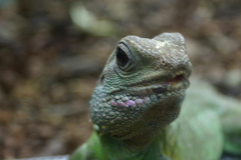 2005-08-25 14:53:51 ** Berlin, Deutschland, Zoo ** Eidechse. 2005-08-25 14:53:51 ** Berlin, Deutschland, Zoo ** Eidechse.