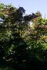 Bushes and trees in the Japanese Garden.