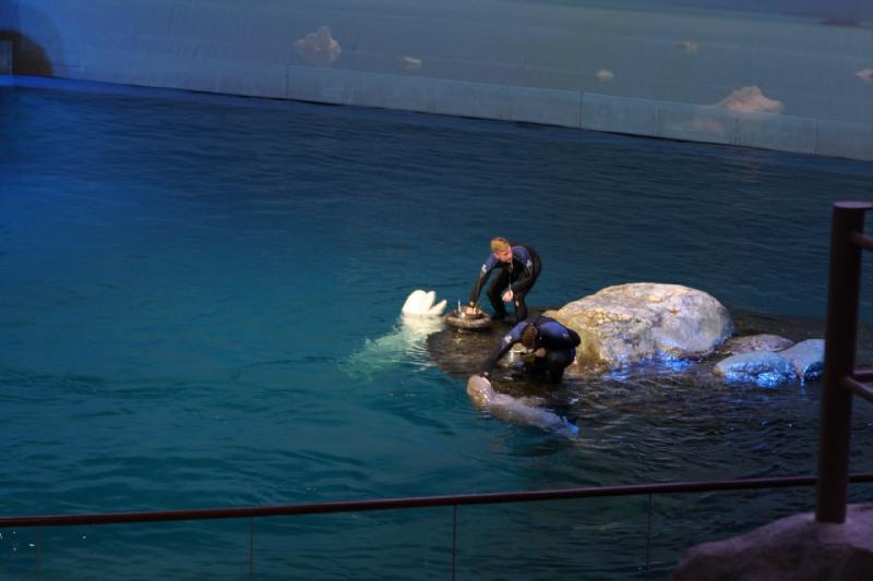 2014-03-12 12:31:04 ** Chicago, Illinois, Shedd Aquarium ** 