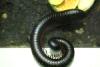 Centipede.