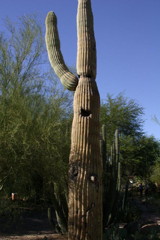2007-10-27 14:18:52 ** Botanical Garden, Cactus, Phoenix ** Saguaro.