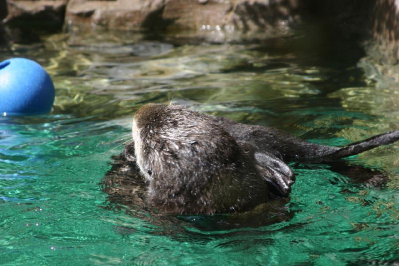2007-09-01 12:14:50 ** Aquarium, Seattle ** Sea otter.