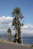Trees at the shore of Yellowstone Lake.