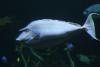 I found the Bluespine unicornfish in several other aquariums already.