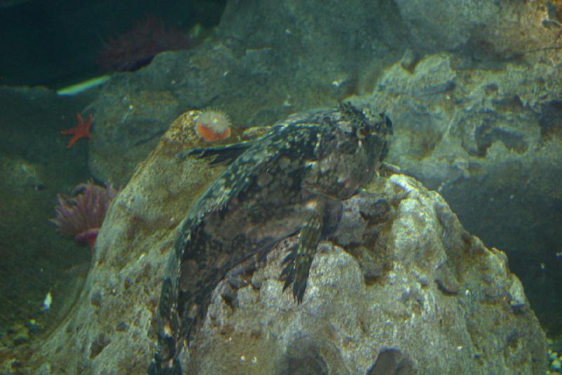 2007-09-01 10:57:52 ** Aquarium, Seattle ** Fish in the aquarium.