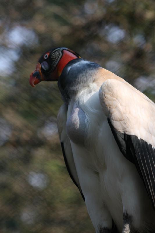 2010-04-13 16:10:17 ** Deutschland, Walsrode, Zoo ** 