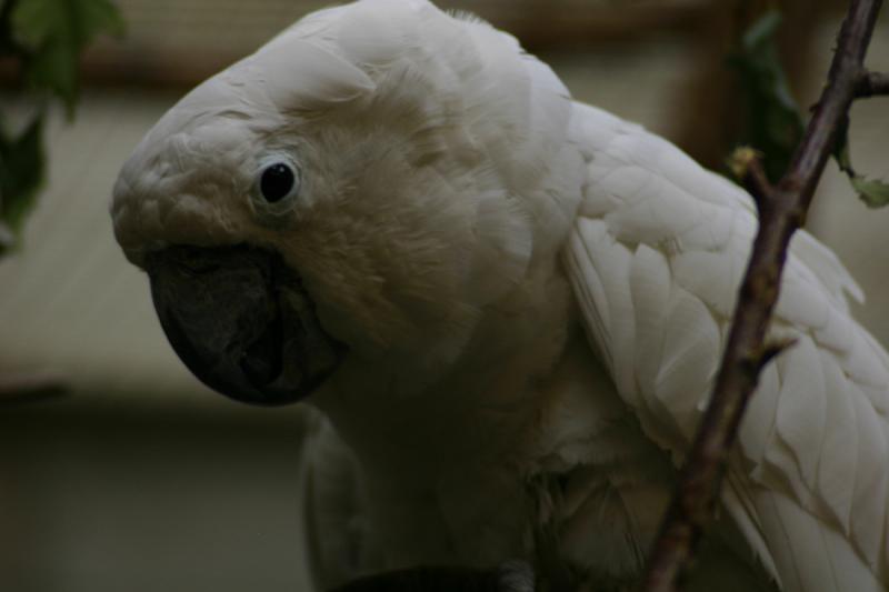 2005-08-24 13:46:16 ** Berlin, Germany, Zoo ** Umbrella Cockatoo.