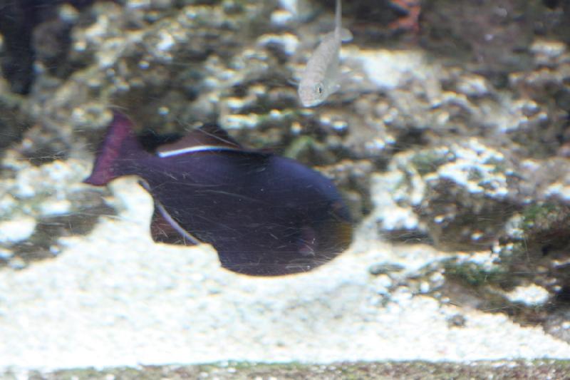 2014-03-12 14:48:44 ** Chicago, Illinois, Shedd Aquarium ** 