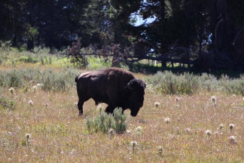 2008-08-16 11:03:00 ** Bison, Yellowstone Nationalpark ** Der Gewinner will sichergehen, daß der Verlierer auch wirklich abzieht.