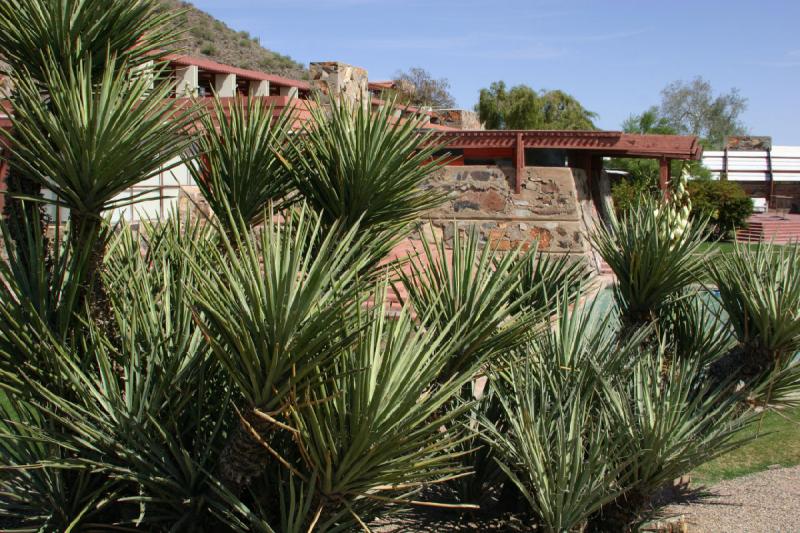 2007-04-14 14:29:24 ** Phoenix, Taliesin West ** Spitze scharfe Blätter an dieser Pflanze halten mich fern. 2007-04-14 14:29:24 ** Phoenix, Taliesin West ** Spitze scharfe Blätter an dieser Pflanze halten mich fern.