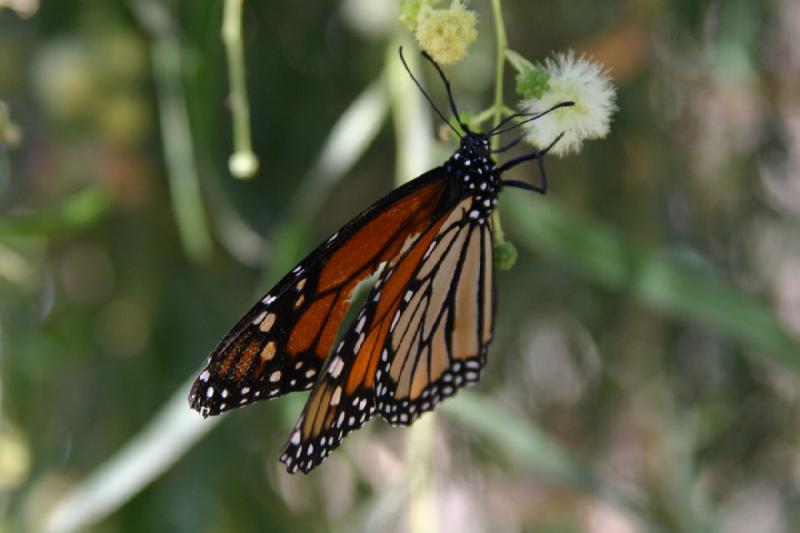 2007-10-27 13:31:38 ** Botanical Garden, Phoenix ** Monarch butterfly.