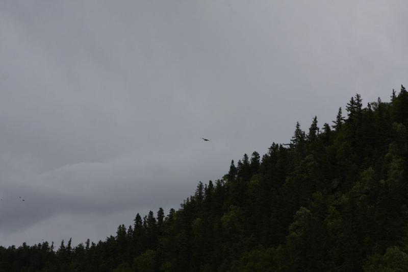 2012-06-21 15:33:02 ** Alaska, Bald Eagle, Cruise, Skagway ** 