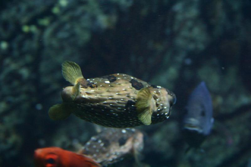 2007-10-13 12:29:50 ** Aquarium, California, Zoo ** Porcupinefish. 2007-10-13 12:29:50 ** Aquarium, California, Zoo ** Porcupinefish.