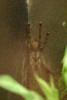 Tarantula.