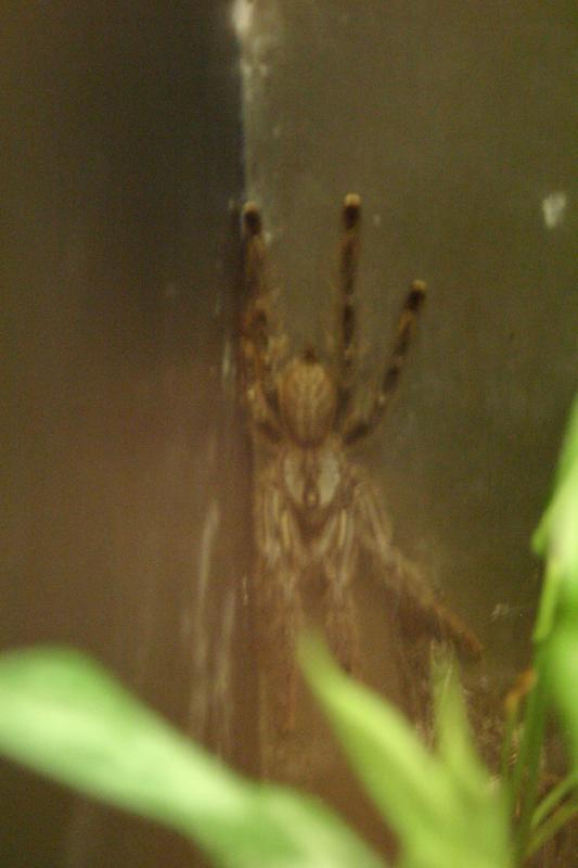 2005-08-25 15:28:16 ** Berlin, Germany, Zoo ** Tarantula. 2005-08-25 15:28:16 ** Berlin, Germany, Zoo ** Tarantula.