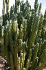 Cactus inside the Botanical Garden in Phoenix.