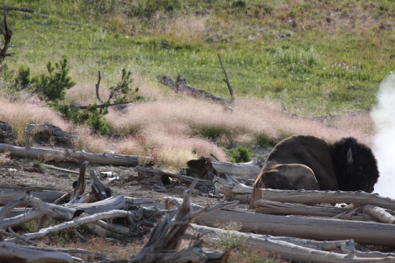 2009-08-05 16:45:32 ** Bison, Yellowstone Nationalpark ** 